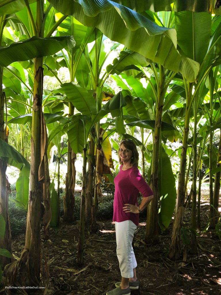 Giant plants at Sarah P. Duke Gardens. PullOverAndLetMeOut