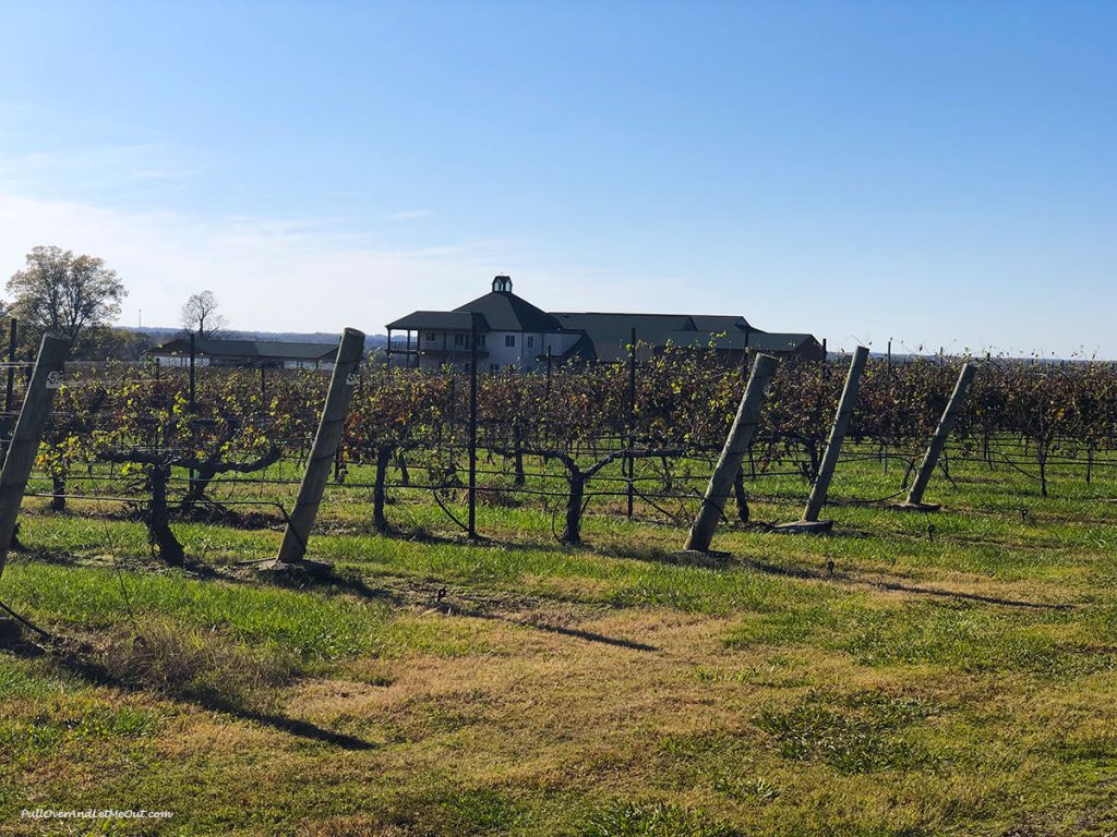 Winery in the background of the grapevines