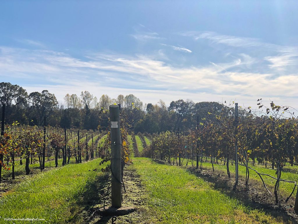 Rows of grapevines