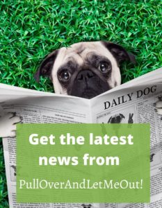a pug reading the newspaper