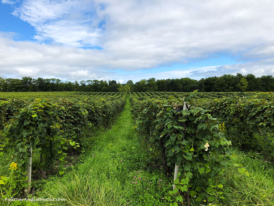 Rows of grapes in a vineyard.