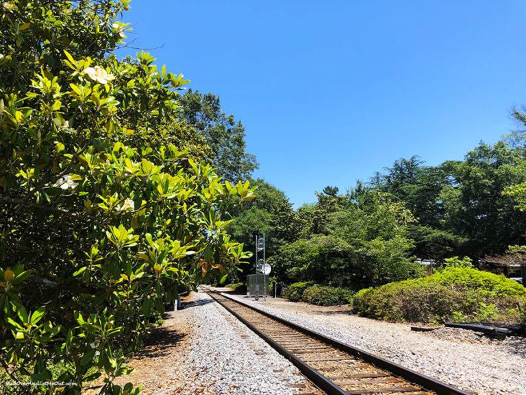 Magnolia tree lined rail road tracks