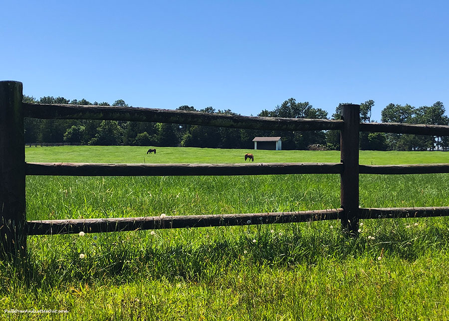 Two horses behind a fence eating grass.