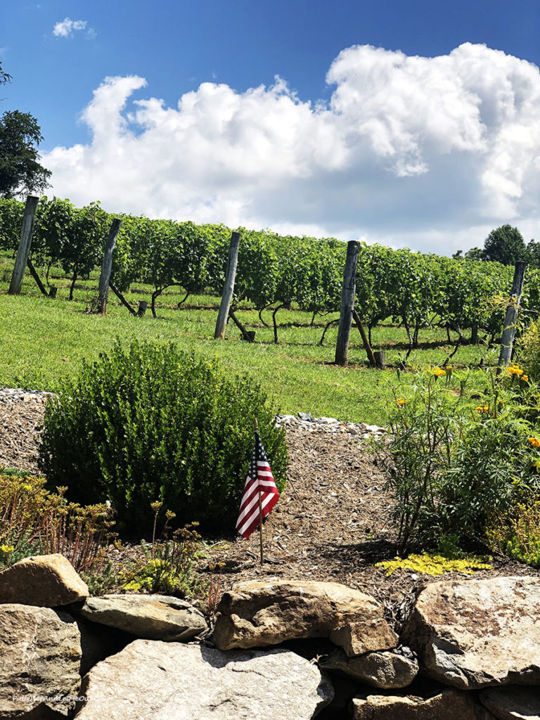 grapevines at Linville Falls Winery