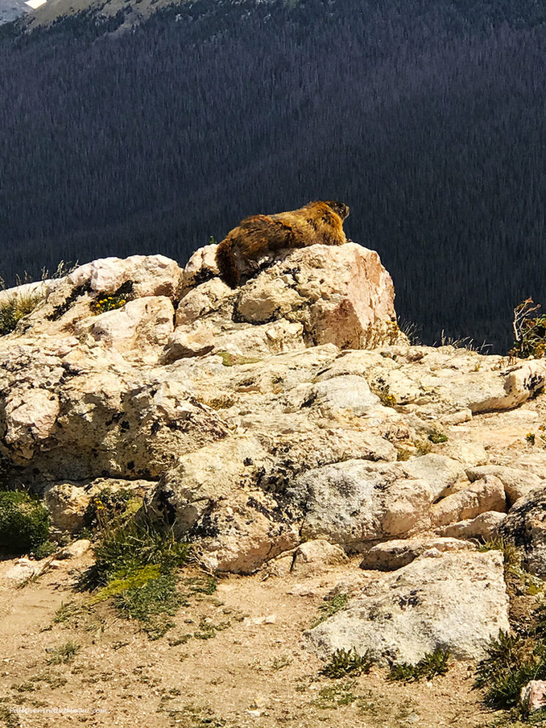 Marmot sunning in Rocky Mountain National Park