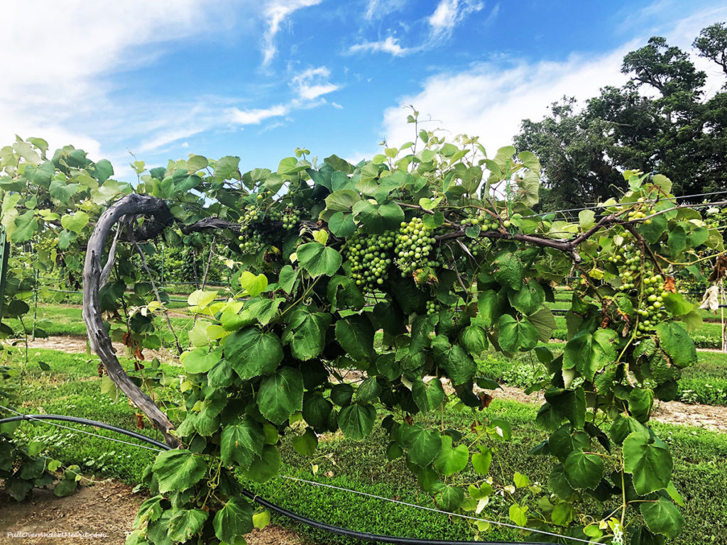 green grapes on a vine Nebraska wine PullOverAndLetMeout