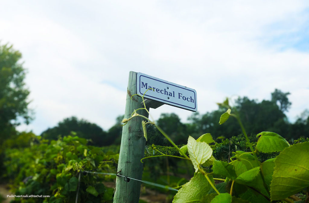 Name marker in vineyard at Mac's Creek