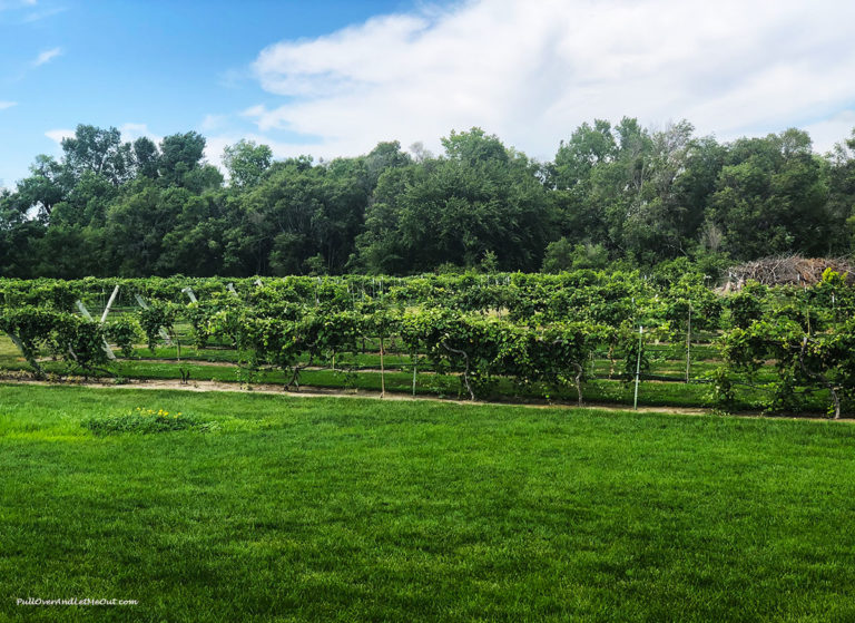 a vineyard in Nebraska