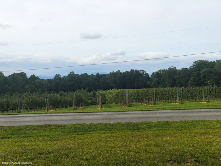 Rows of grapevines in a vineyard at Haze Gray Vineyards PullOverAndLetMeOur