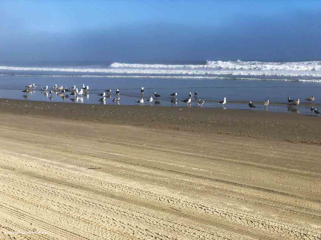 sea birds on the shore