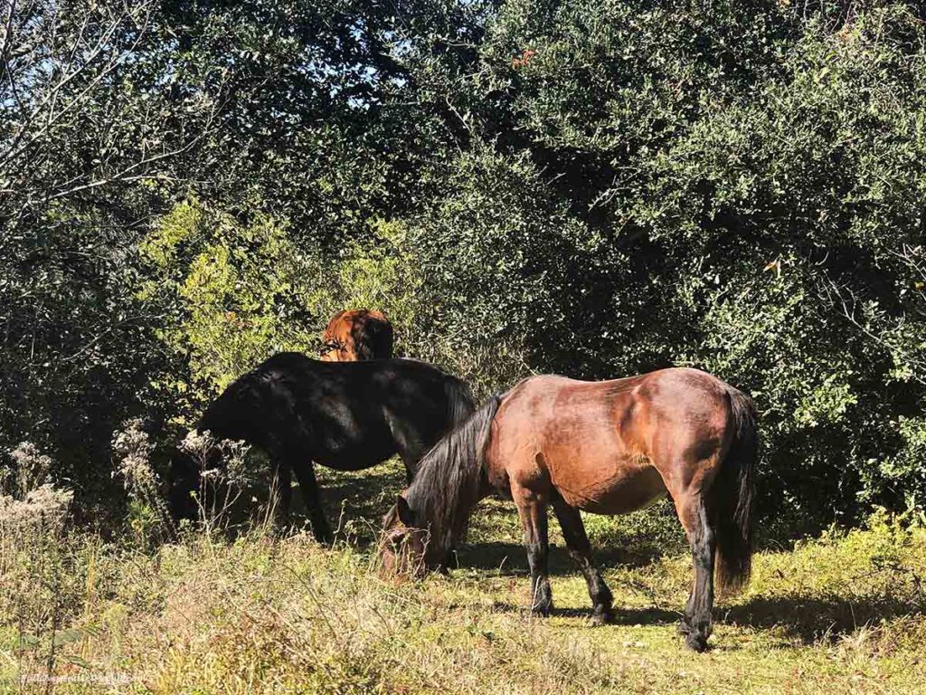 wild horses grazing on grass