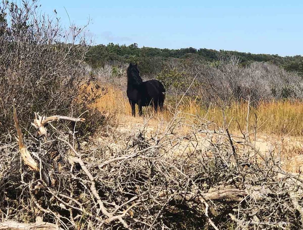 A black wild horse grazing