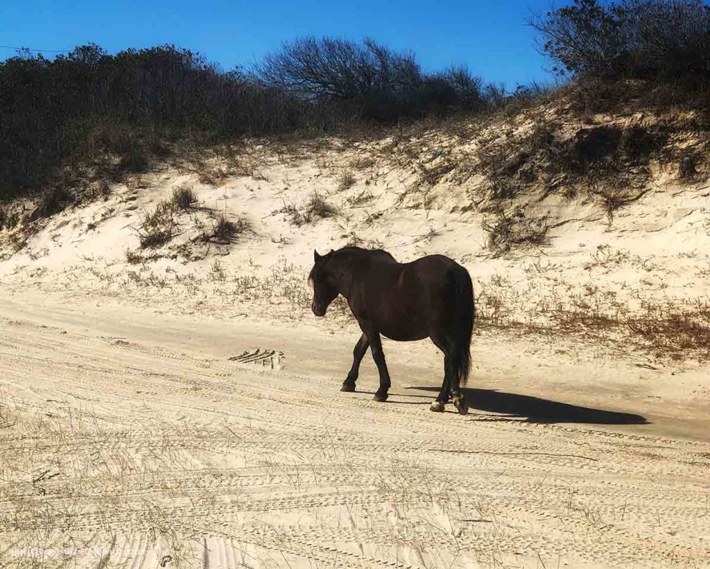 a wild horse walking on the sand