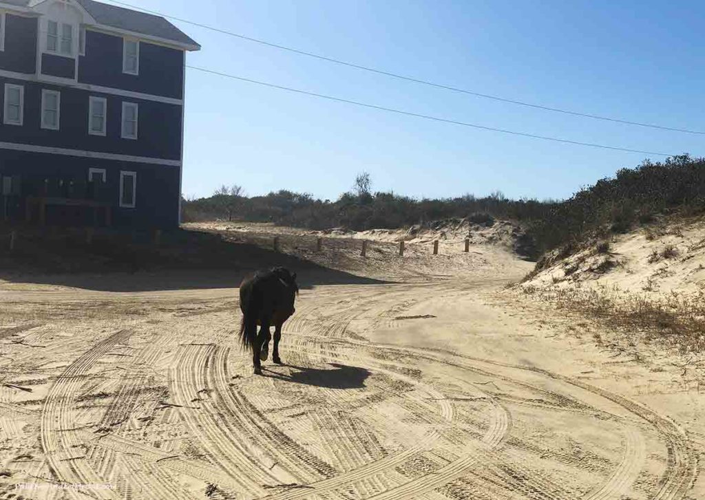 a wild horse walking on the beach sand