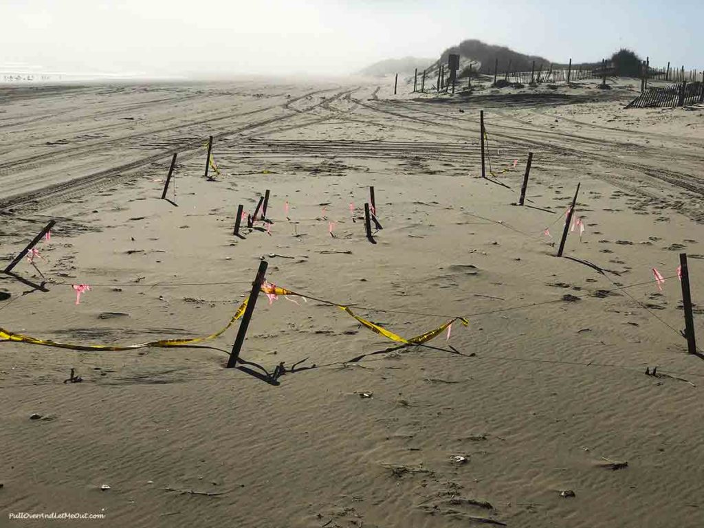 A sea turtle nest marked off with stakes on a beach