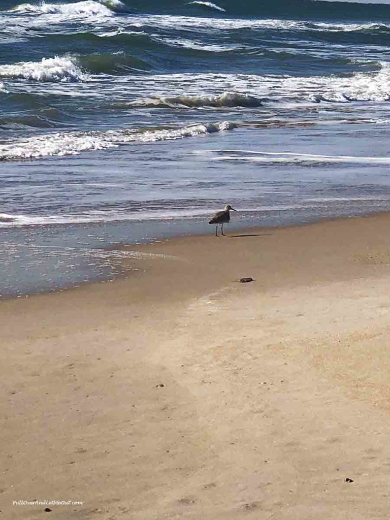 bird standing in the sand on a beach