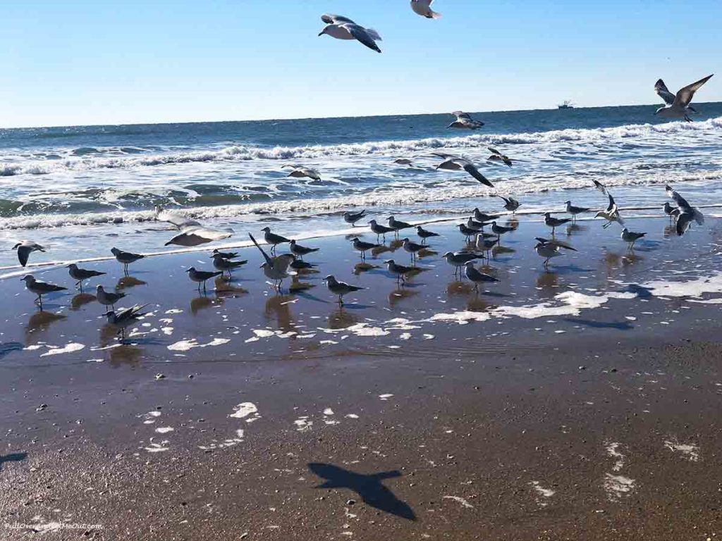 sea gulls on the beach at N. Topsail Beach, North Carolina