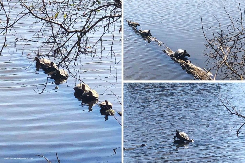 collage of turtles sunning on a log