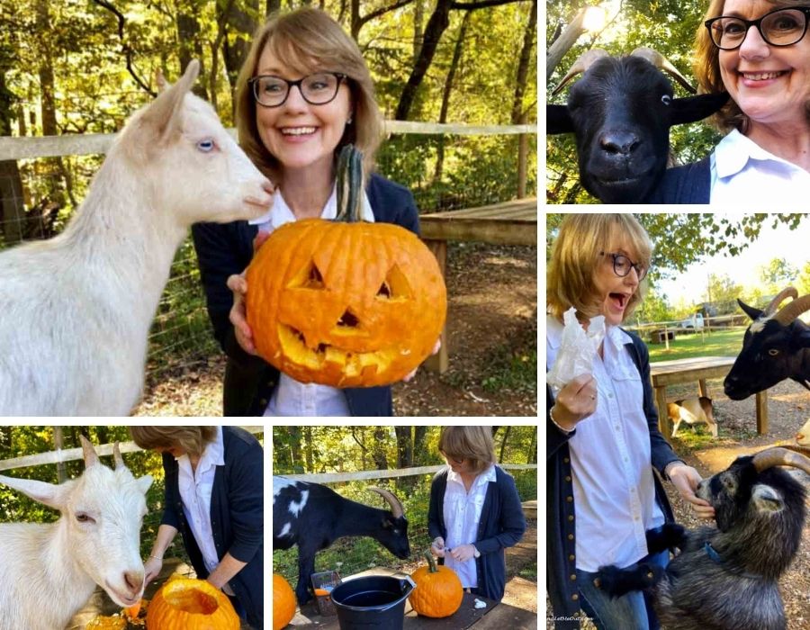 A collage of pictures of a woman carving a pumpkin with goats