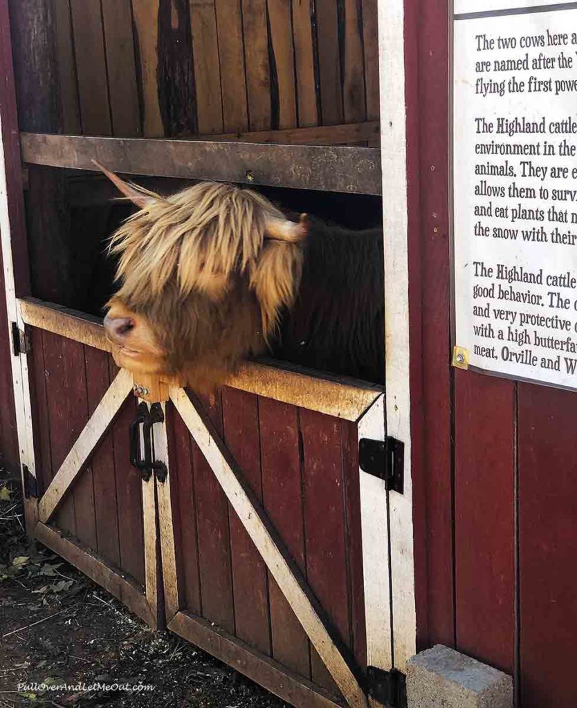 A Highland cow in a barn