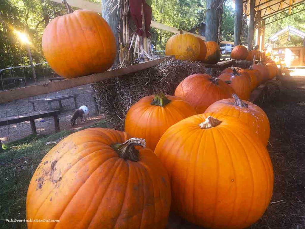 pumpkins