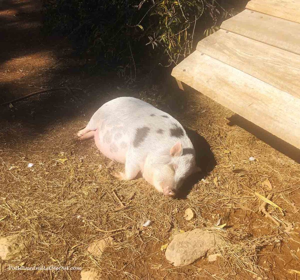 a pot belly pig lying in the sun