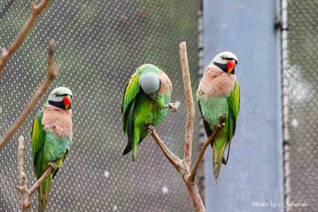 three birds of paradise on perches