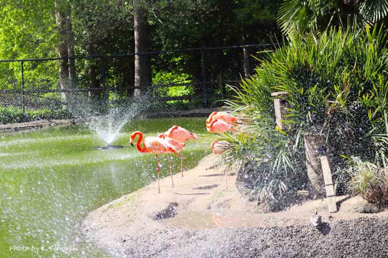 a fountain and some flamingos