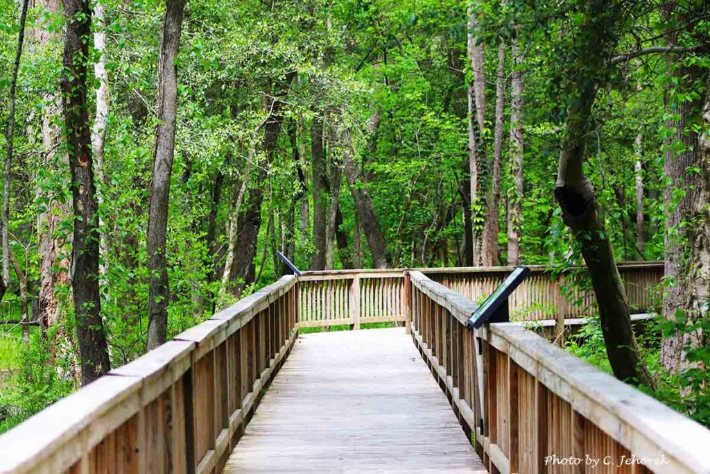 a boardwalk nature walk