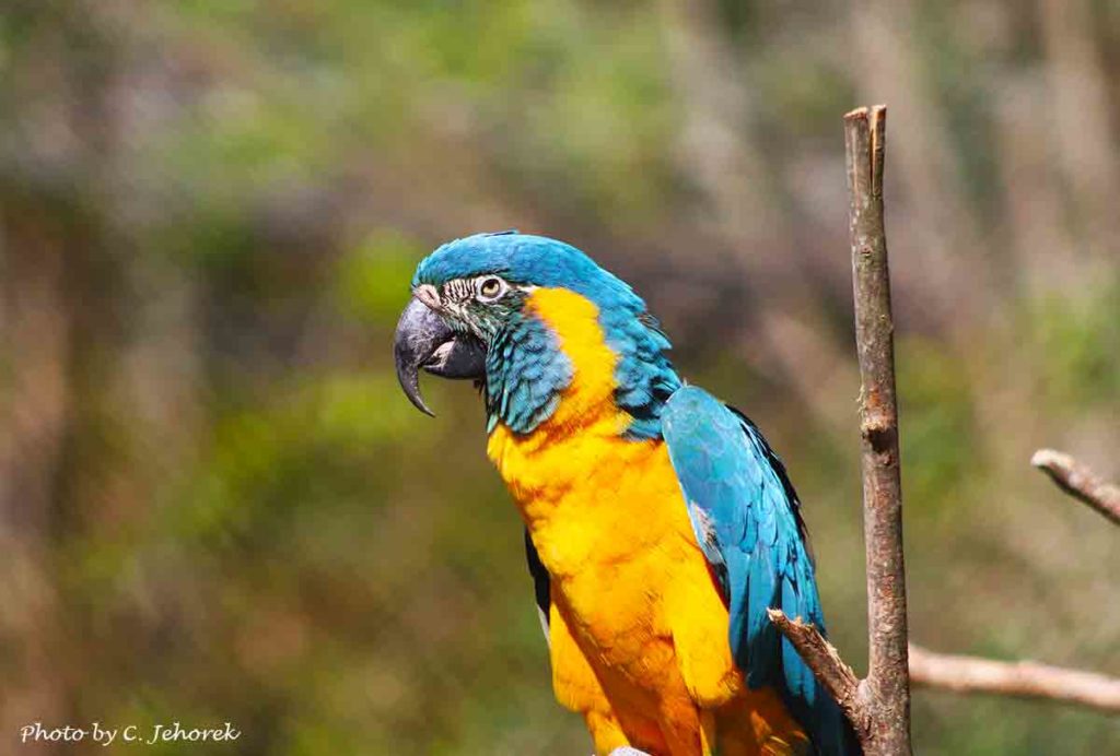 a yellow and blue macaw
