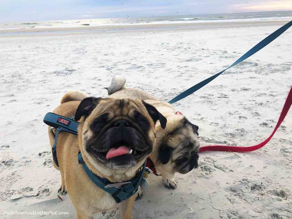 two pugs on the beach