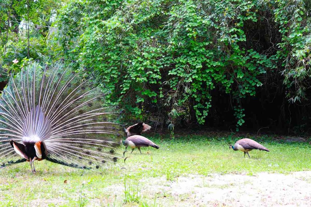 Peacocks