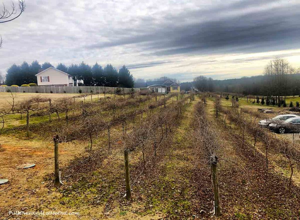 a vineyard in the winter