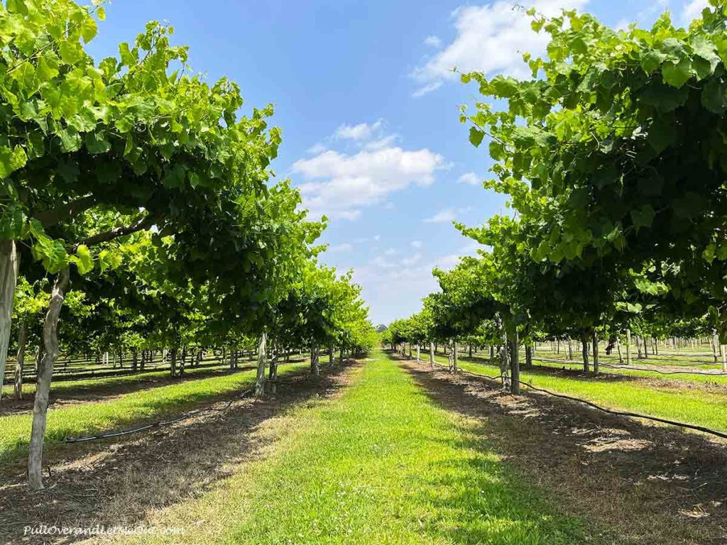 a row of grapevines in a vineyard