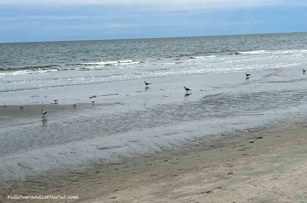 a beach with a bunch of birds on it