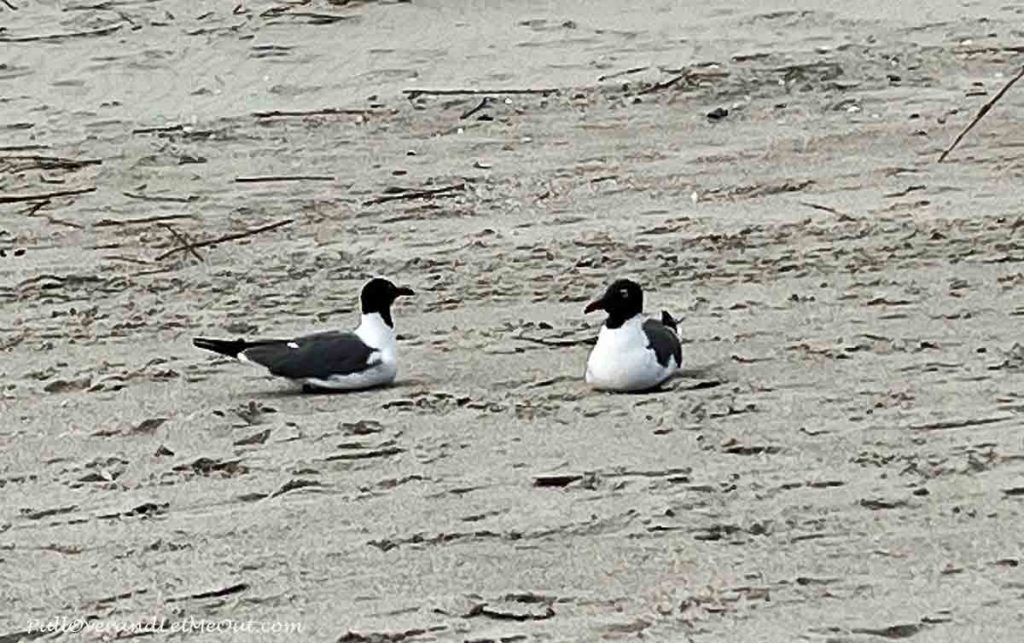 two birds sitting on a beach