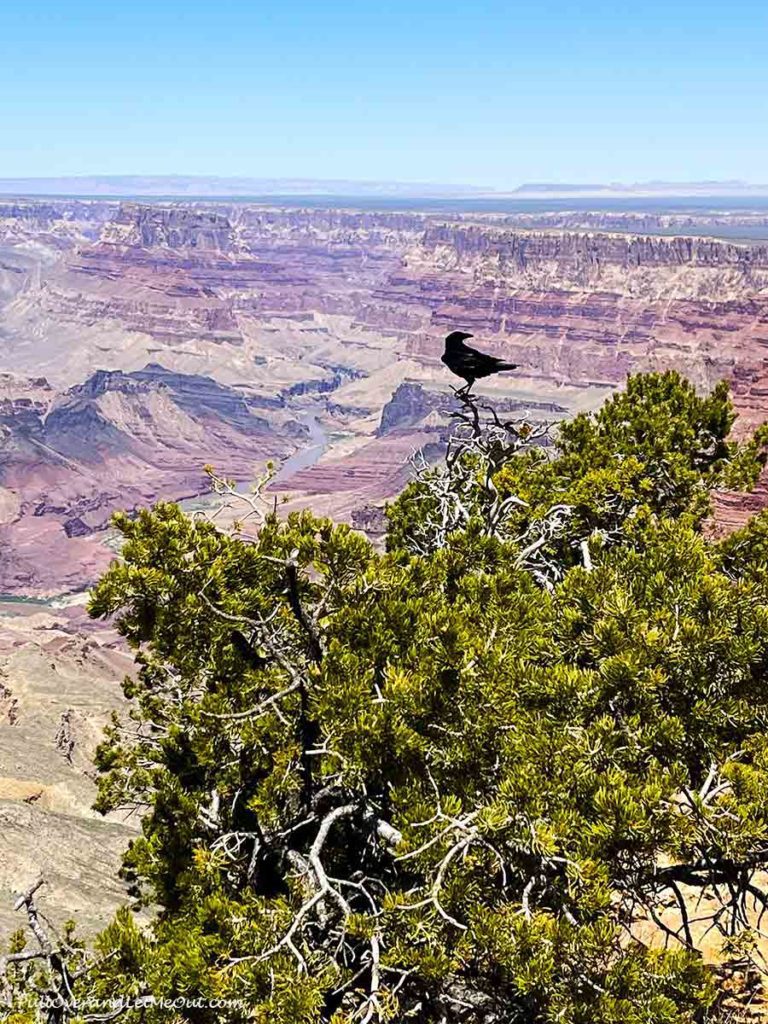 a raven in a tree at the Grand Canyon