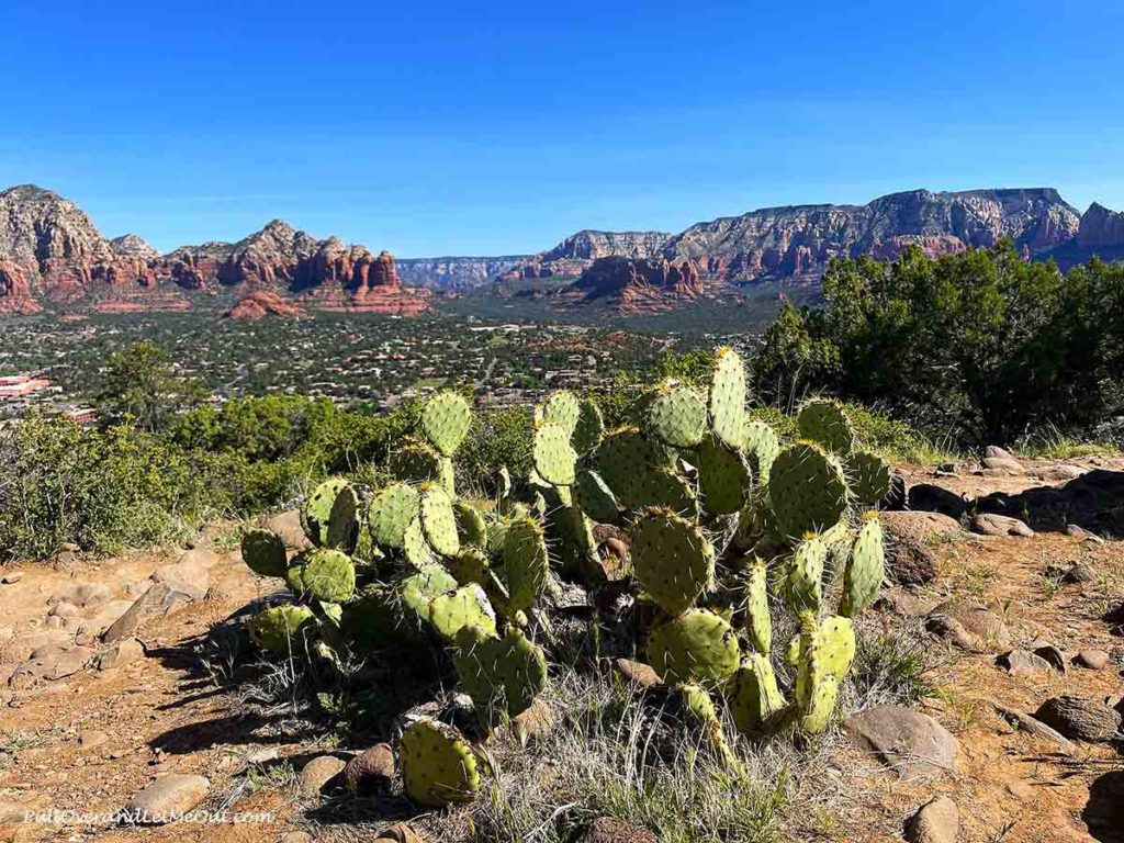 a prickly pear cactus