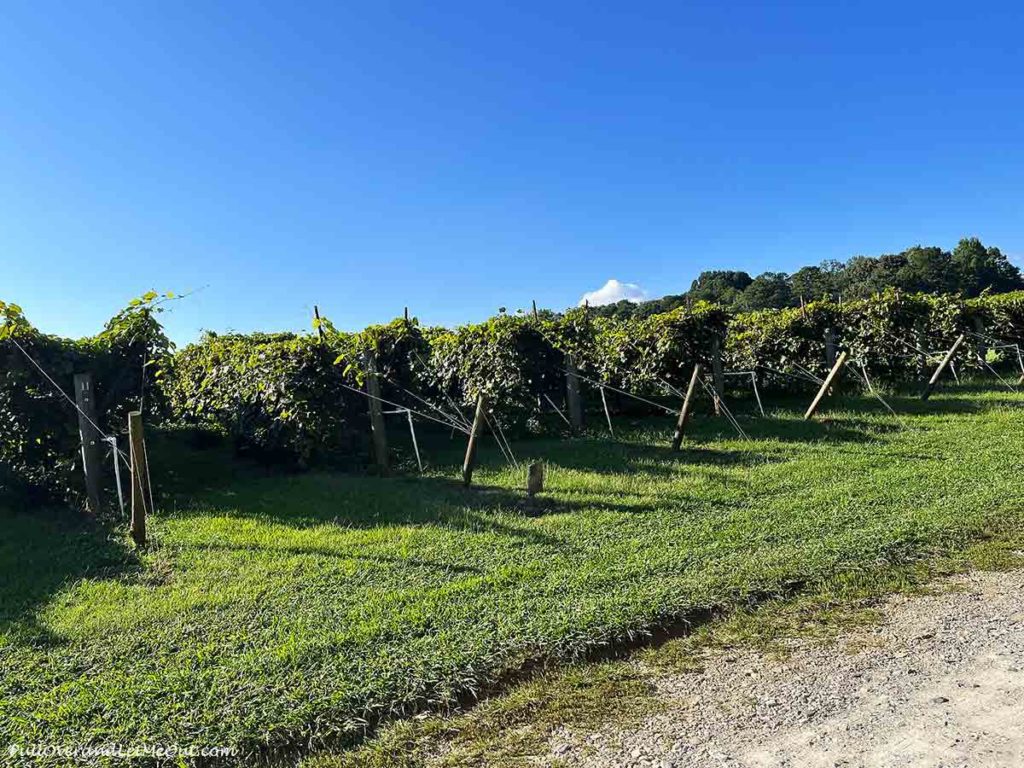 rows of grape vines in a vineyard