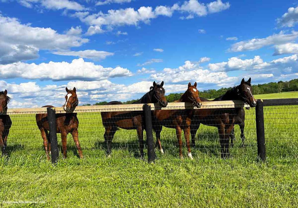 Five yearling colts standing at a fence.