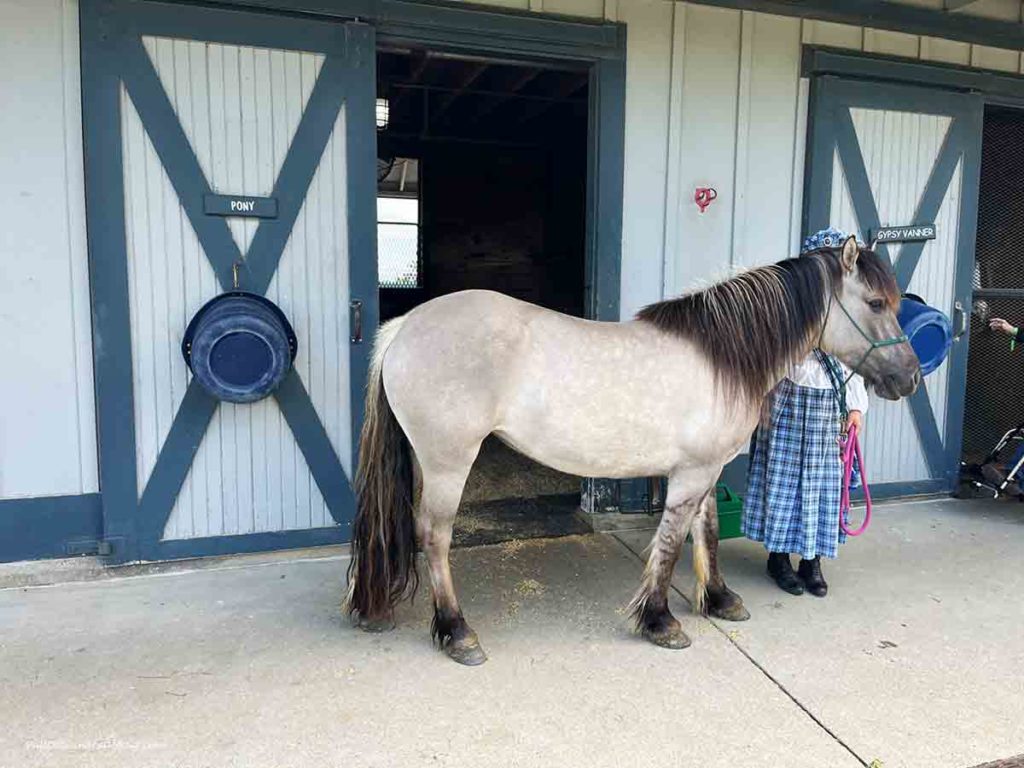 a Highland Pony