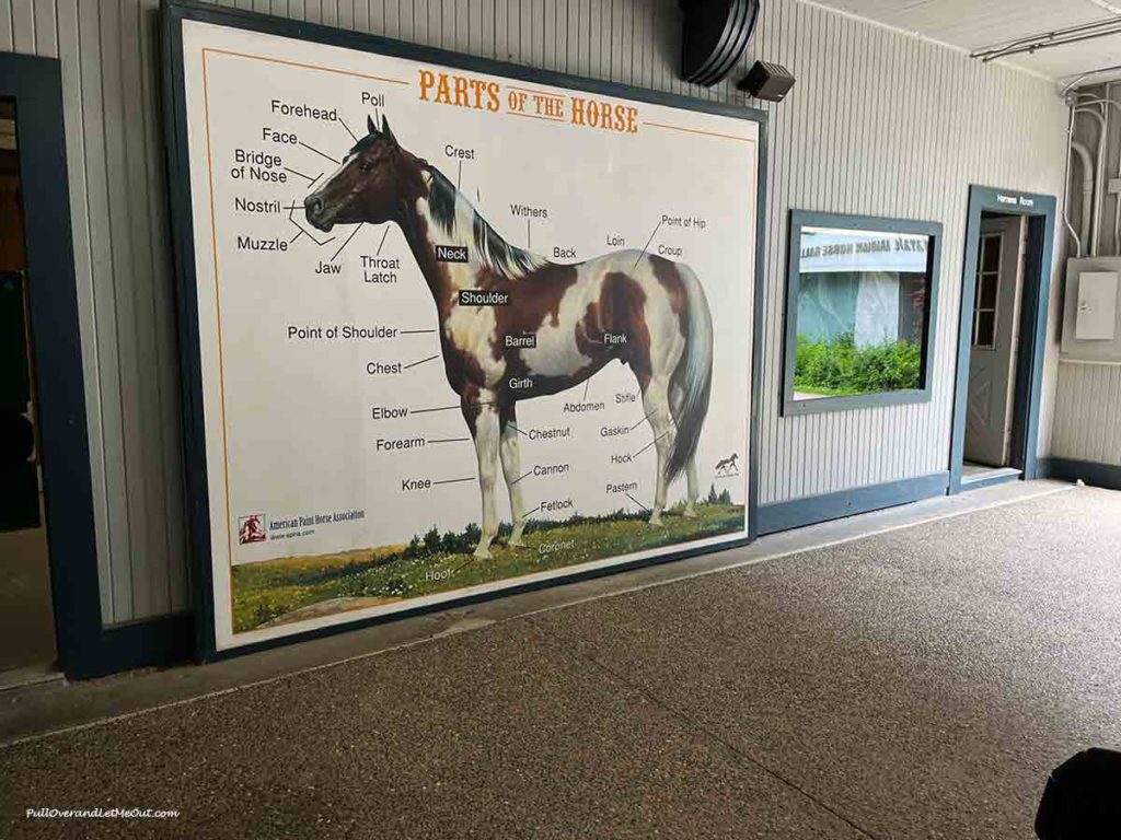 a picture of a horse with its parts labeled