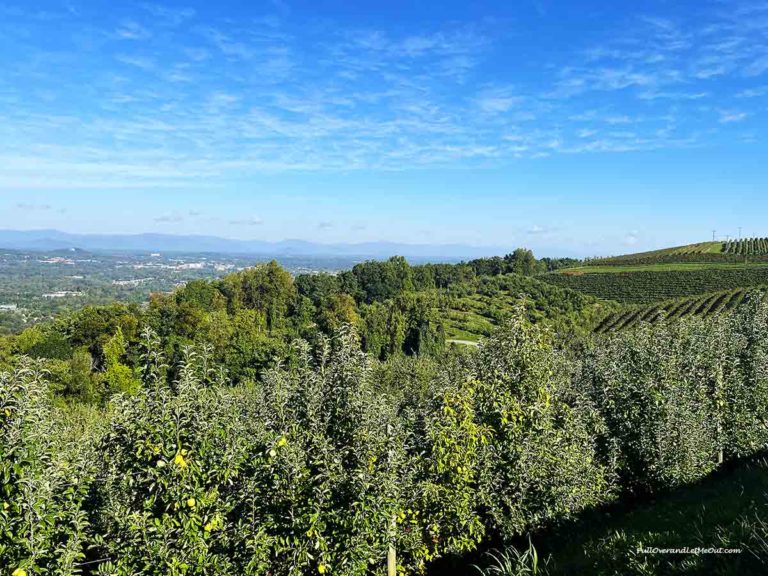 a mountain top view of an apple orchard and valley below