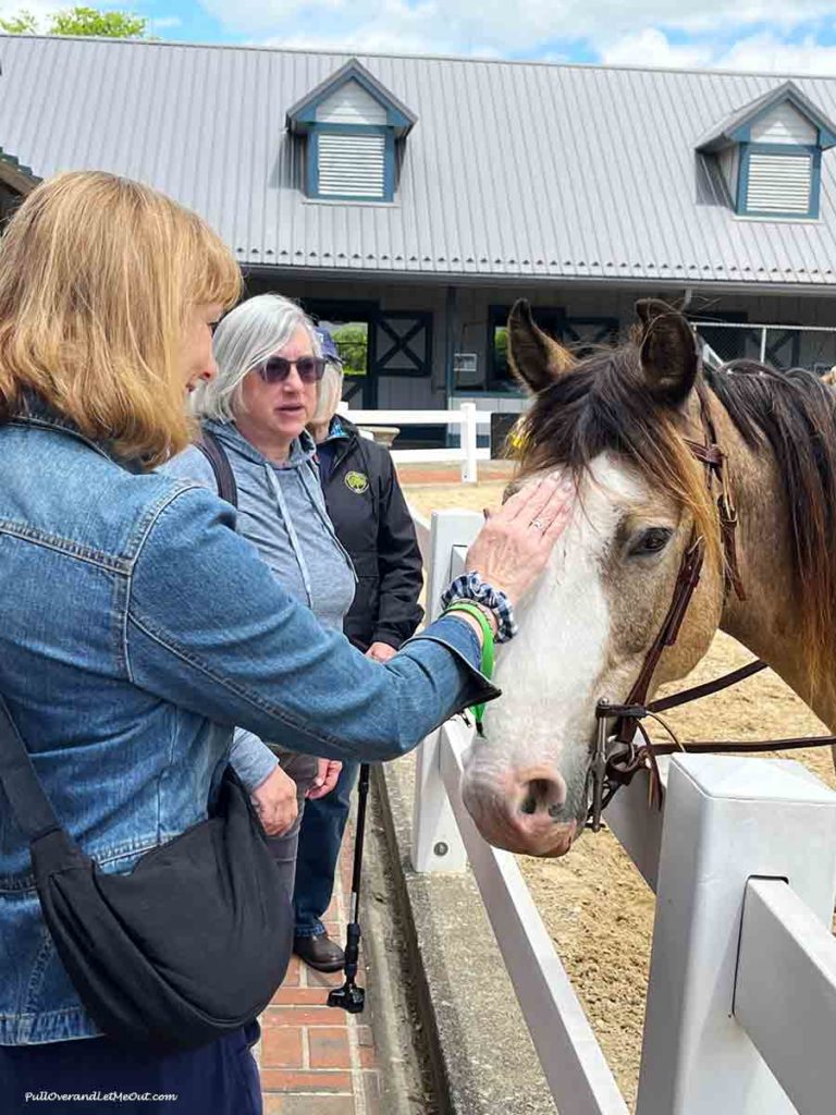 a woman petting a horse on the nose