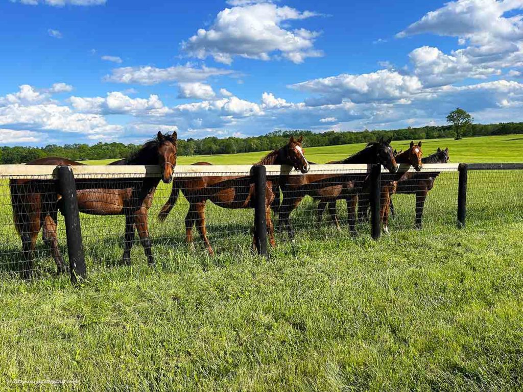 five horses standing behind a fence