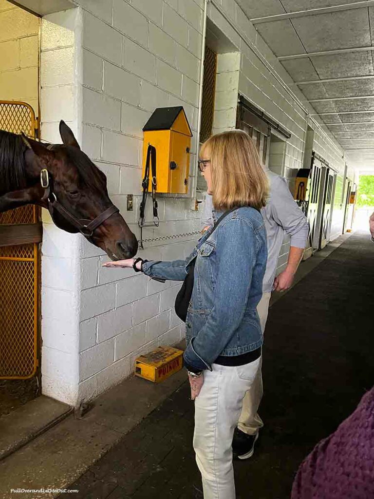 a woman handing a horse a piece of candy