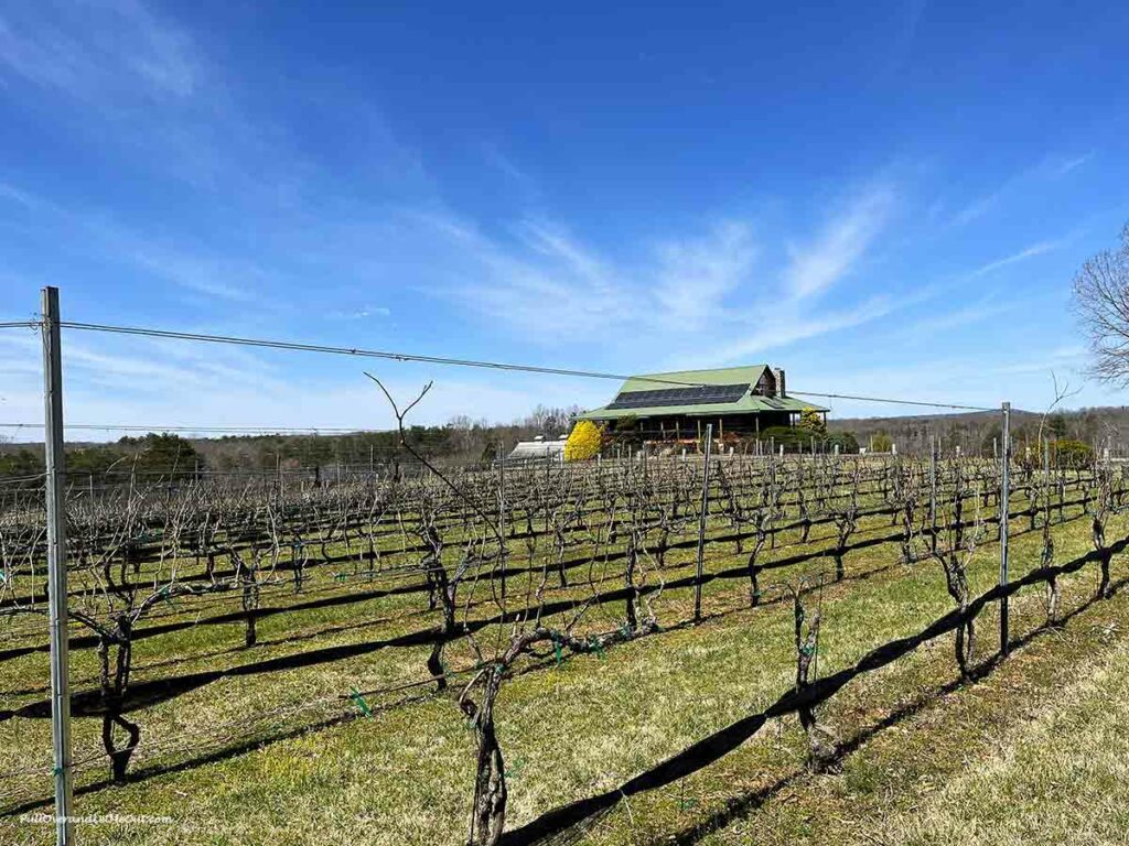 vineyards in front of a barn on a sunny day