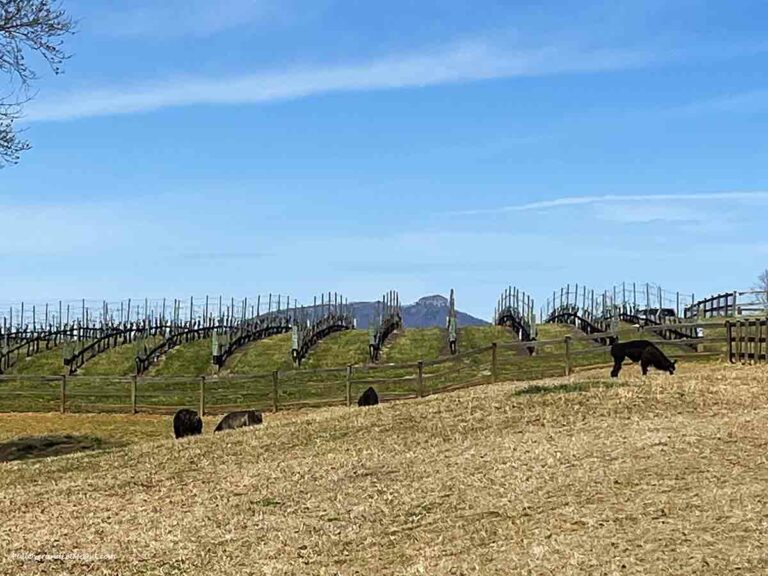 gravpevines and llamas on a hill