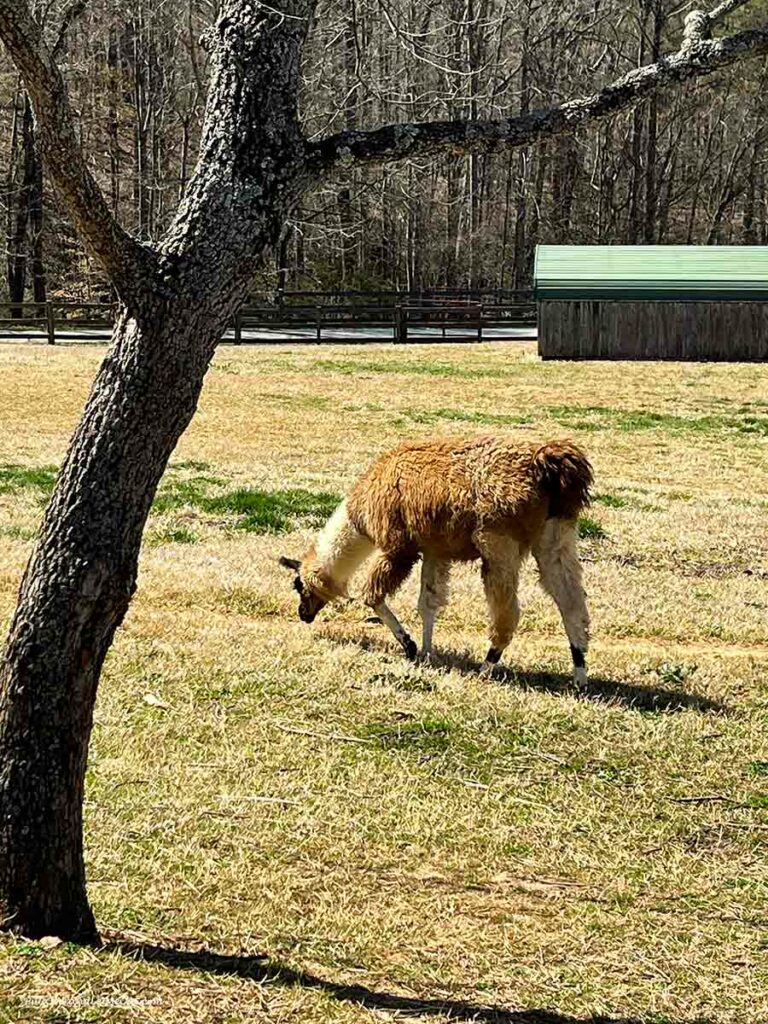 a llama grazing by a tree
