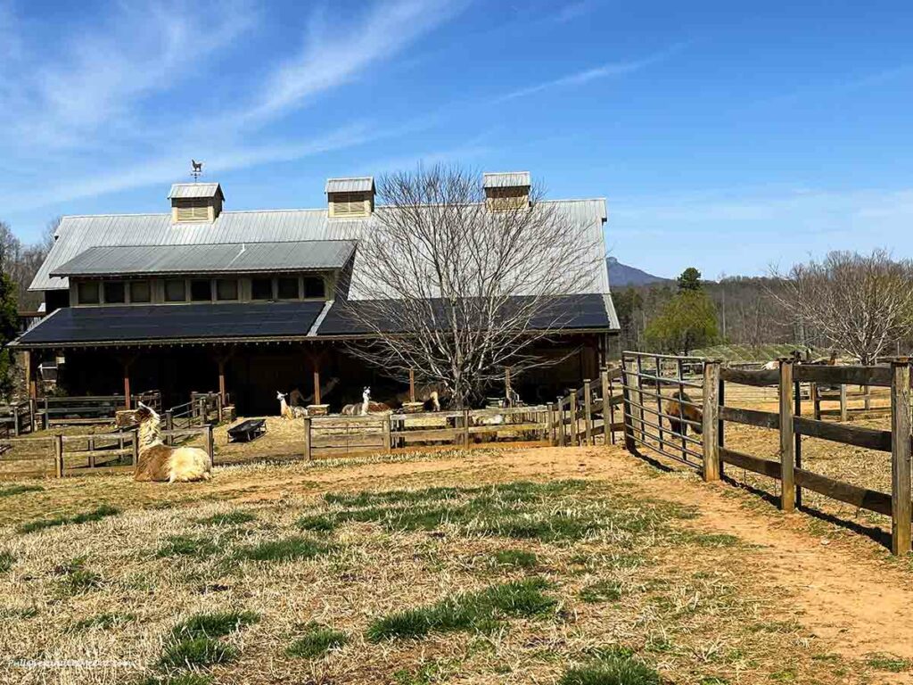 a barn yard filled with llamas